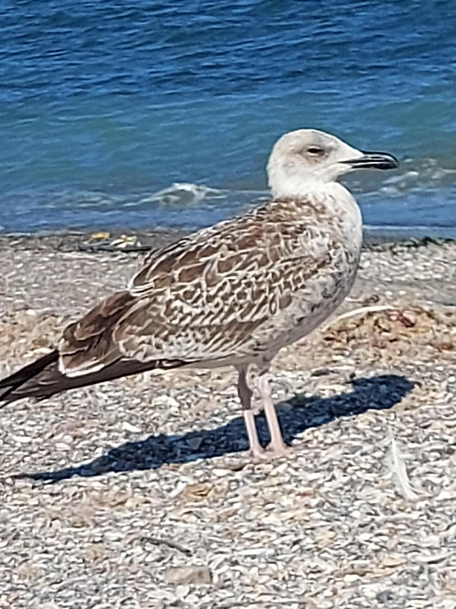 Flomar By The Sea Apartman Mangalia Kültér fotó